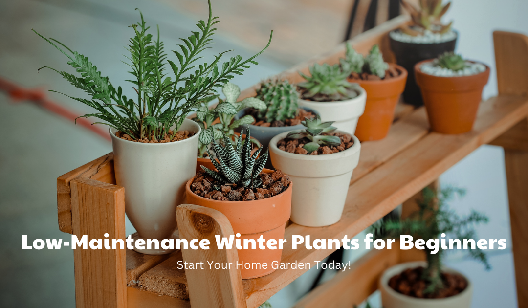 Low-Maintenance Winter Plants for Beginners: Start Your Home Garden To  Pot  and Bloom
