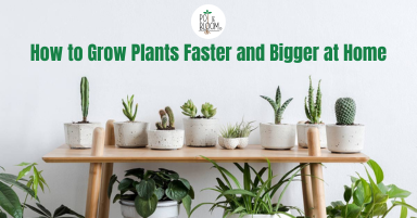 kangaroo plants Bush Glow Kangaroo Paw