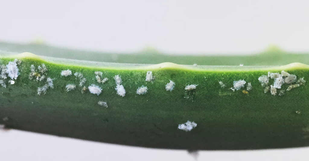 White Insects On Indoor Plants How To Protect Your Houseplants Pot