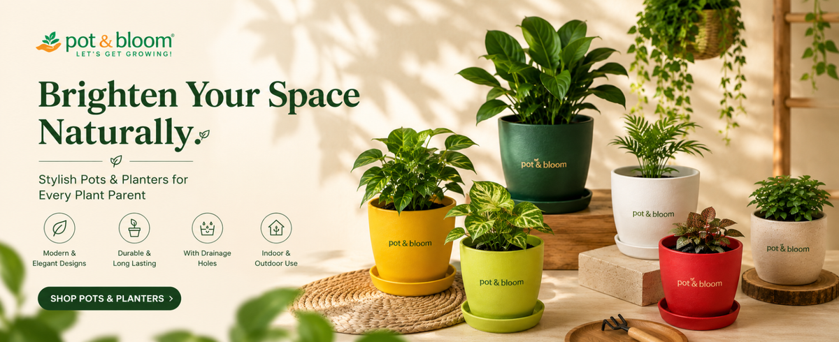 Self Watering Pots