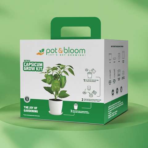 Capsicum Grow Kit (Big)