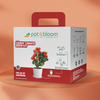 Cherry Tomato Grow Kit (Big)