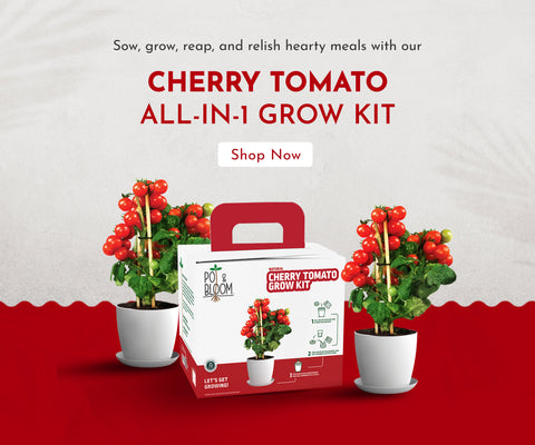 Cherry Tomato Growing Kit