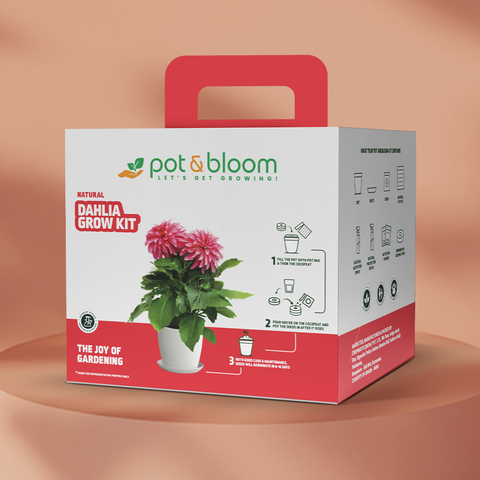 Dahlia Grow Kit (Big)