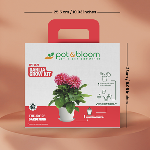Dahlia Grow Kit (Big)
