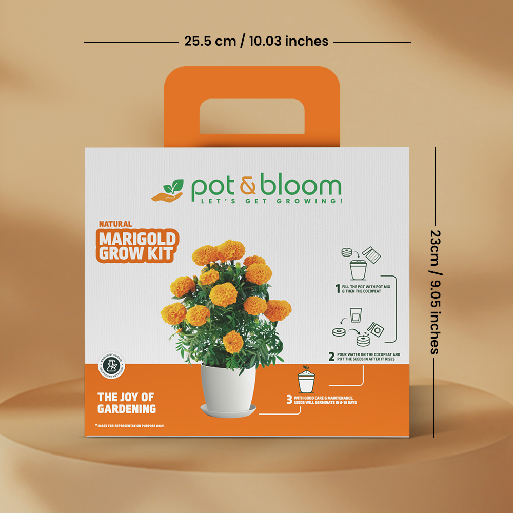 growing pot marigold from seed Buy Marigold Grow Kit Online at Best Price