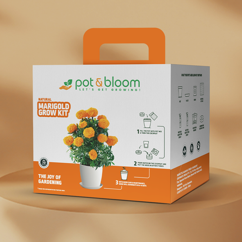 Marigold Grow Kit (Big)