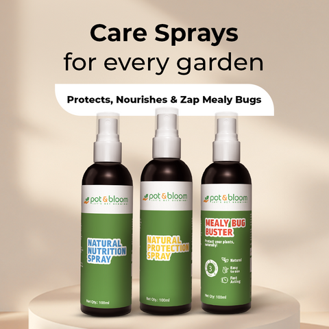 Nutrition Spray + Protection Spray + Mealy Bug 100 ml