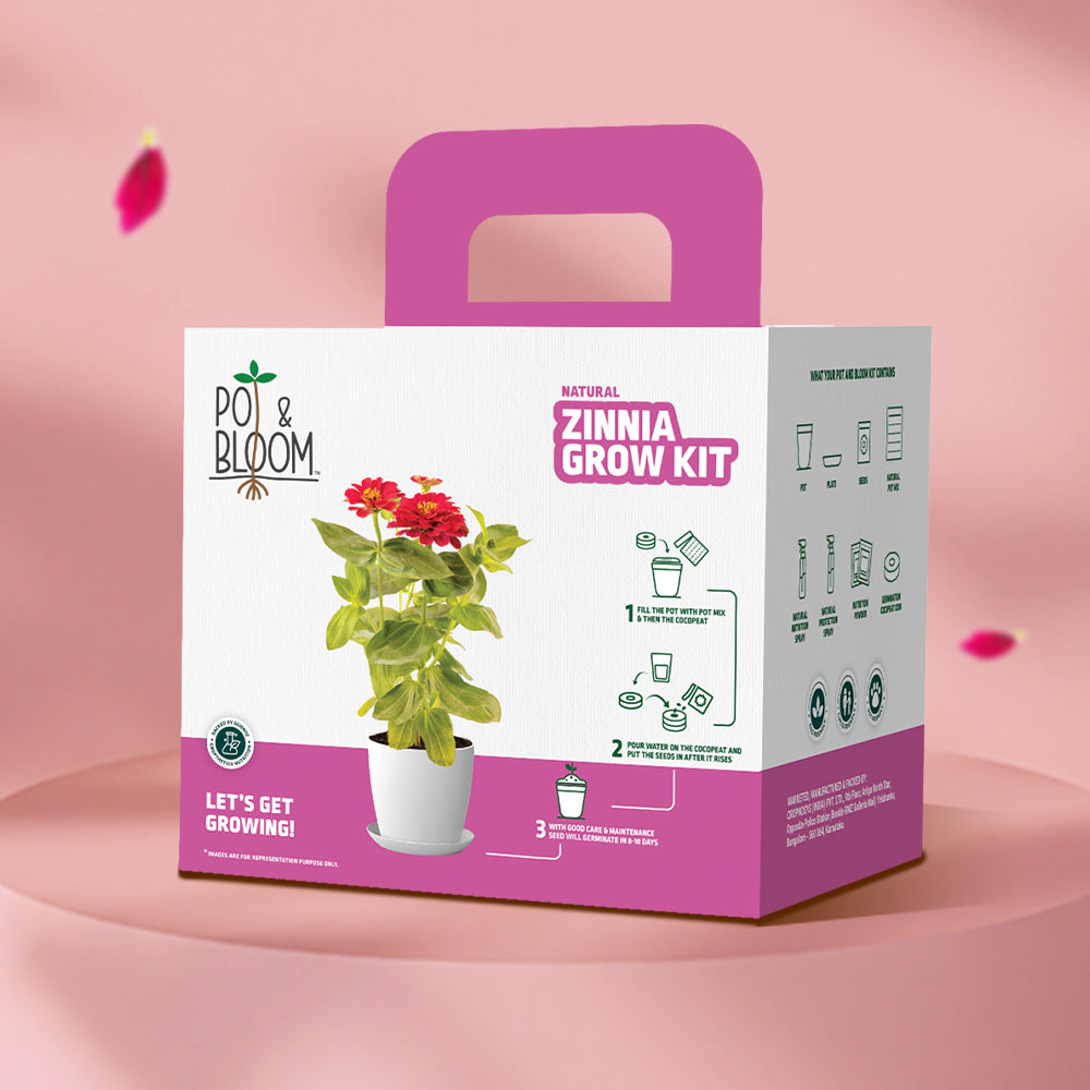 Zinnia Grow Kit Buy Zinnia Seeds Online At Pot And Bloom zinnia-grow-kit-buy-zinnia-seeds-online-at-pot-and-bloom