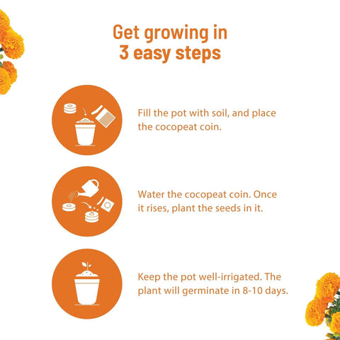 Marigold Seeds Kit : Complete gardening kit  | Pot & Bloom