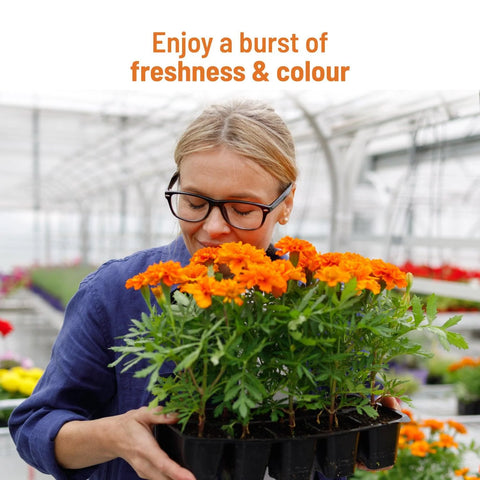 Marigold Seeds Online : Complete gardening kit  | Pot & Bloom