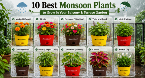 10 Best Monsoon Plants to Grow in Your Balcony & Terrace Garden