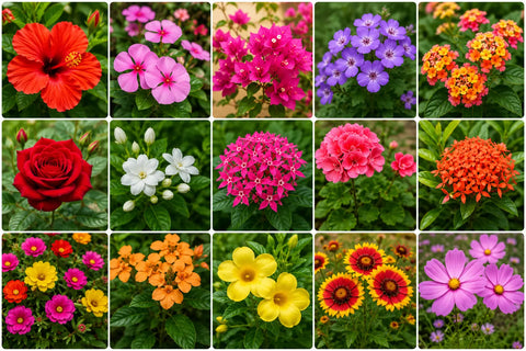 15 Best 365 Days Flowering Plants in India for Home Gardens