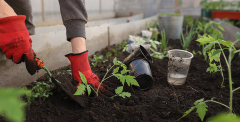 Plant Nutrition | Pot and Bloom