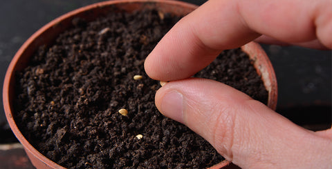 DIY indoor gardening kit | Pot and Bloom