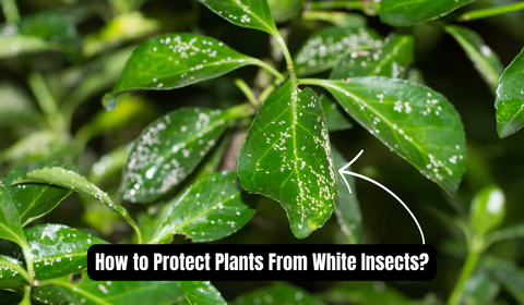 How to Protect Plants From White Insects?