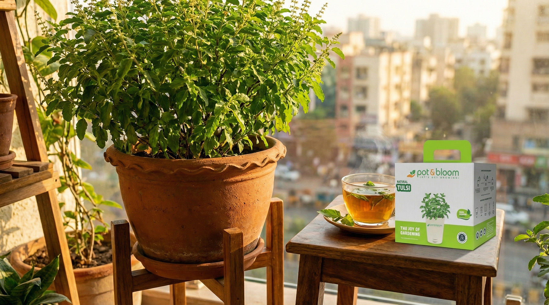 Complete Guide to Growing Tulsi at Home in India