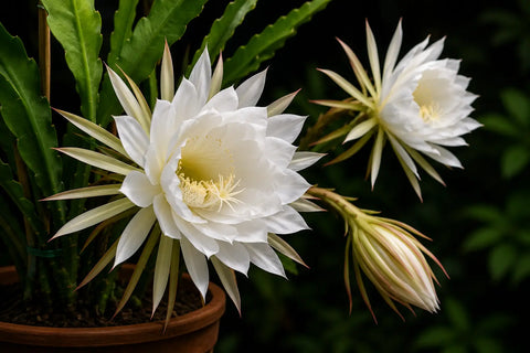 Everything About The Mythological Brahma Kamal Plant