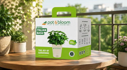 How to Grow Italian Basil Plant at Home: Complete Step-by-Step Guide