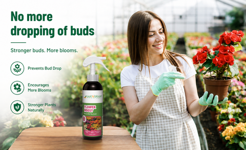Plant Full of Leaves But No Flowers? 7 Reasons Your Plant Stopped Blooming