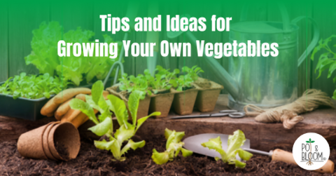 Vegetable Gardening - Tips and Ideas for Growing Your Own Vegetables