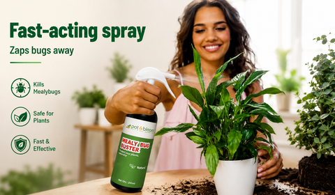 Neem Oil vs Alcohol vs Ready-to-Use Spray: What Actually Kills Mealybugs on Indian Houseplants?