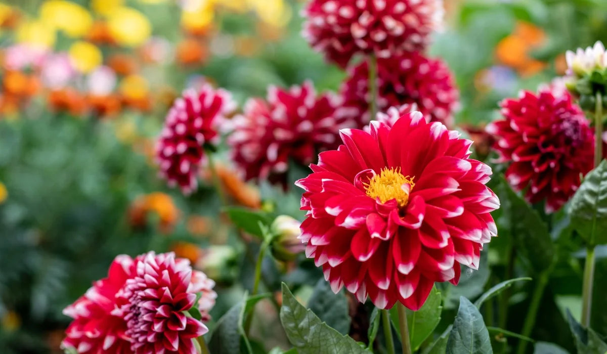 Must-Have Flowering Kits for a Colourful Indoor Garden