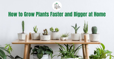 How to Grow Plants Faster and Bigger at Home