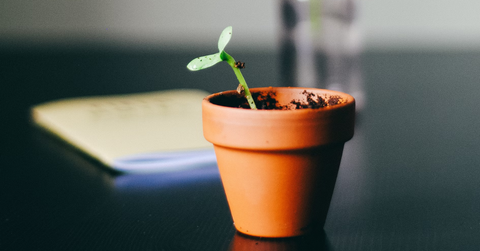 From Seeds to Blossom: A Journey with Pot and Bloom Flower Kits