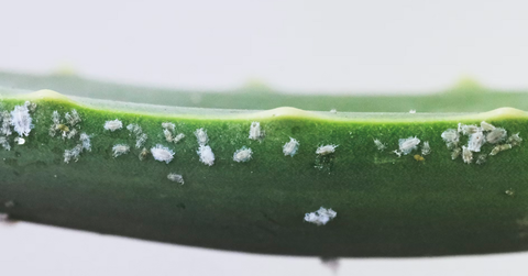 White Insects On Indoor Plants: How To Protect Your Houseplants