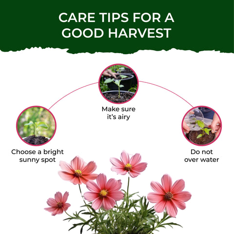 best way to plant cosmos seeds Buy Treasures Cosmos Grow Kit Online at Best Price