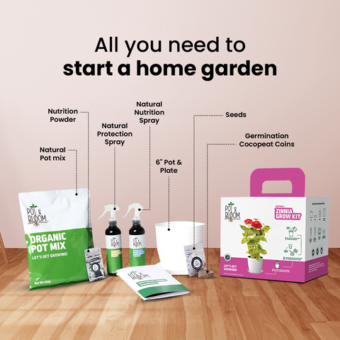 Zinnia Grow Kit (Big)