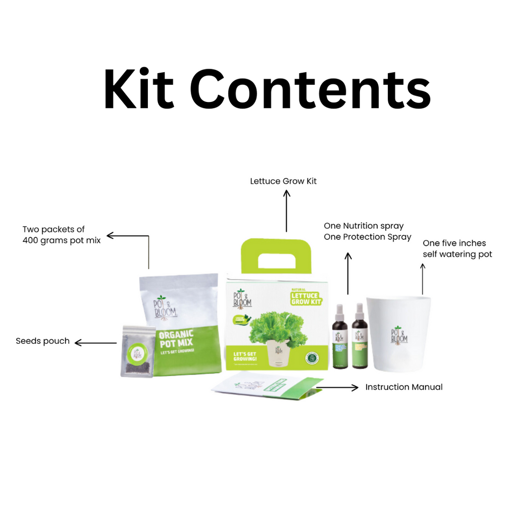 Lettuce Grow Kit – Pot and Bloom
