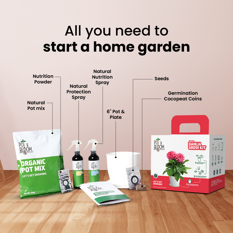 Dahlia Grow Kit (Big)