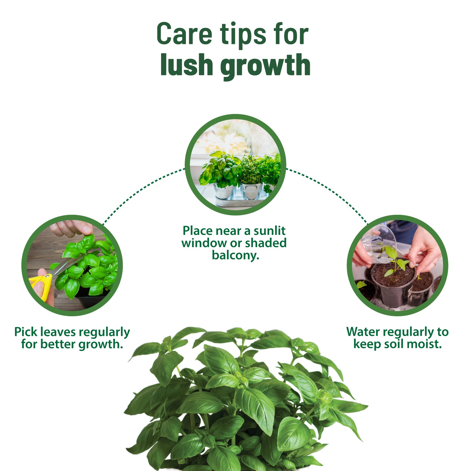 Basil plant care tips (basil plant, this article, Basil Ocimum, plant care) Basil plant care tips