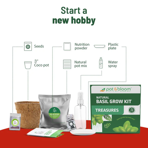 Treasures Basil Kit