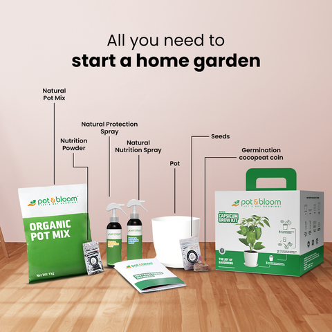 Capsicum Grow Kit (Big)