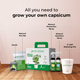 Capsicum Grow Kit (Big)