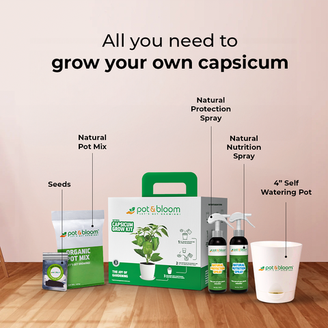 Capsicum Grow Kit (Big)