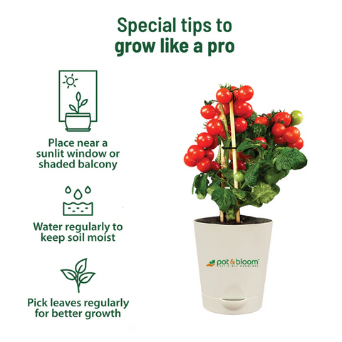 Cherry Tomato Grow Kit (medium)