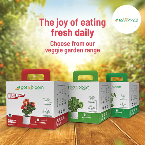 Spinach Grow Kit (Big)