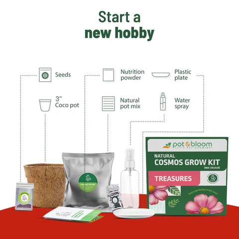 Treasures Cosmos Grow Kit