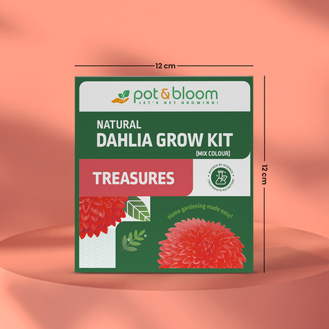 Treasures Dahlia Grow Kit