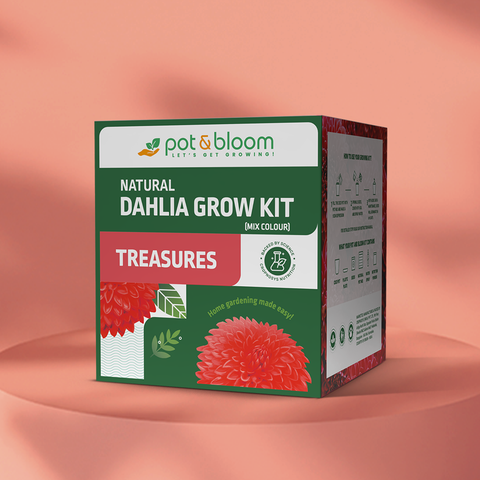 Treasures Dahlia Grow Kit