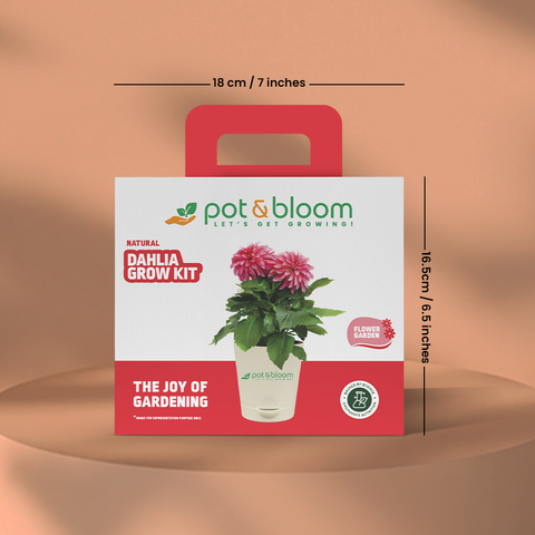 Dahlia Grow Kit (Medium)