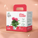 Dahlia Grow Kit (Big)