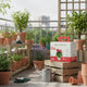 Dahlia Grow Kit (Medium)
