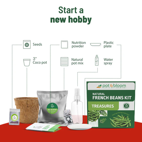 Treasures French Beans Grow Kit