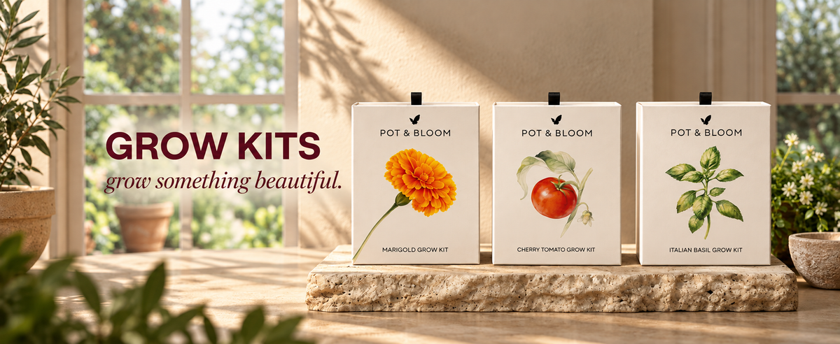 Plant Care New