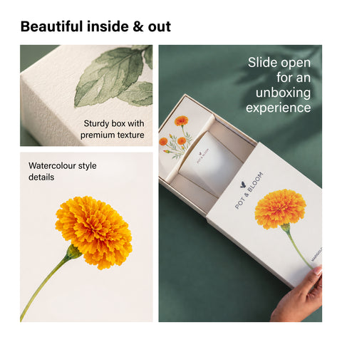 Marigold Grow Kit